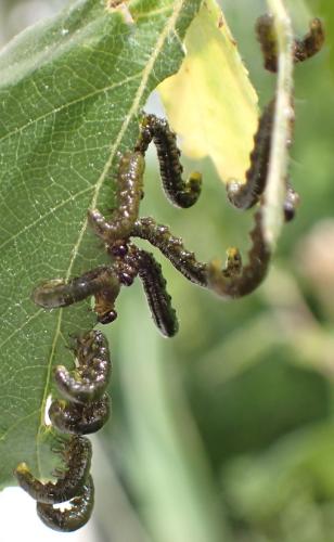 Nematus latipes
